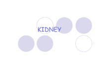 KIDNEY BY DR. NAYYER.pdf